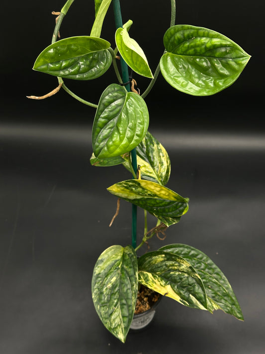 Monstera Karstenianum 'Peru'  Variegated (130W017)