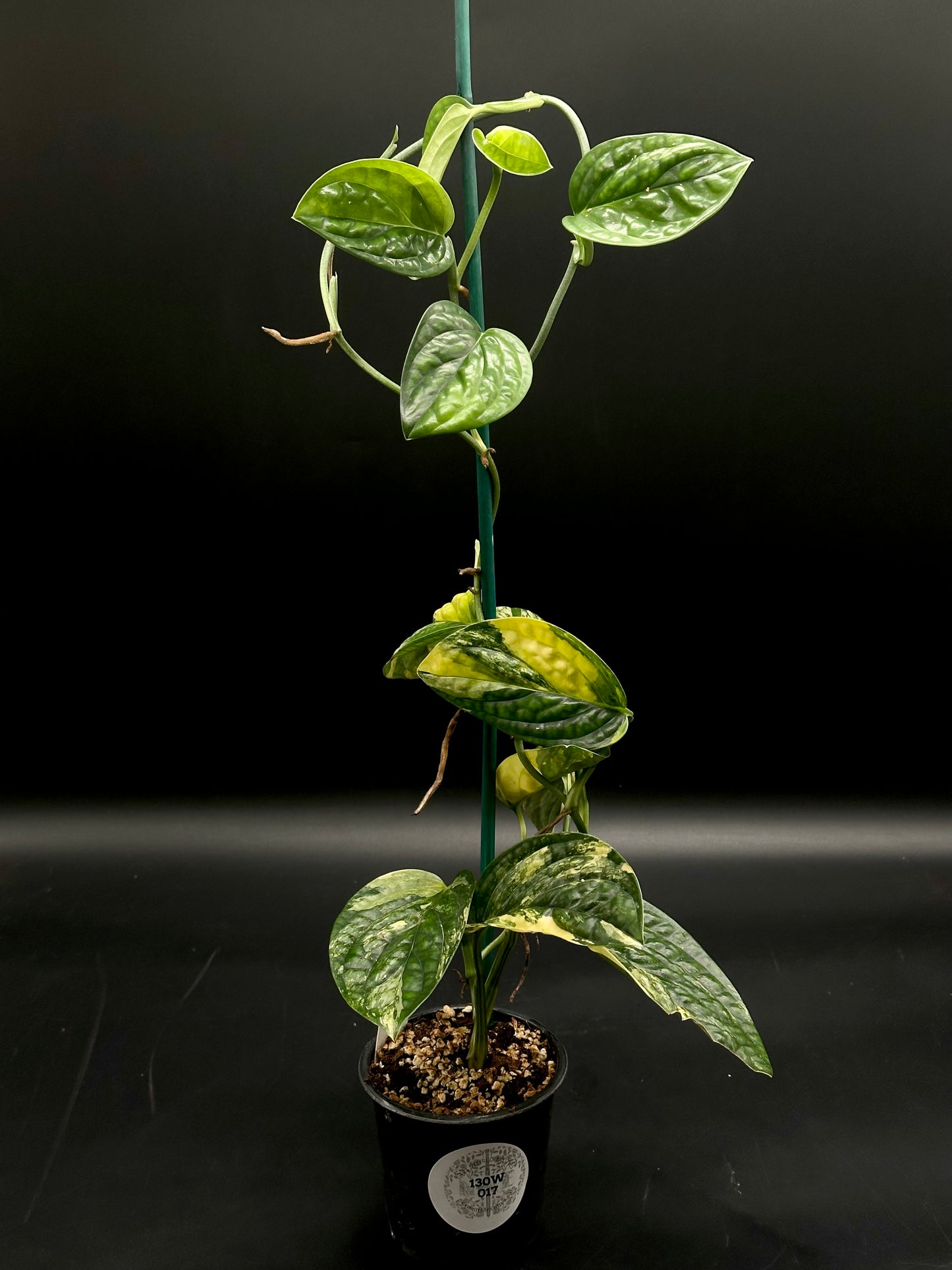 Monstera karstenianum 'Peru' variegated in a 4-inch pot, showcasing heart-shaped green and yellow mottled leaves, spiraling up a stake with aerial roots.