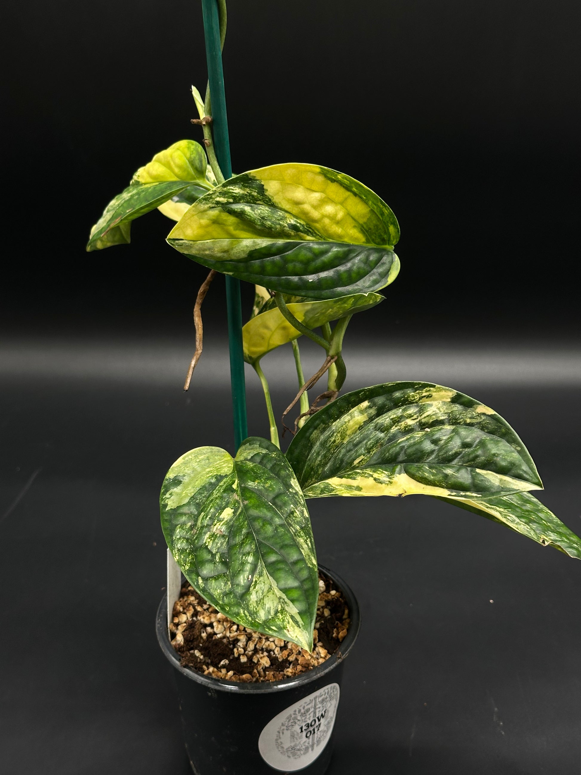 Monstera Karstenianum 'Peru' Variegated (130W017) in a 4-inch nursery pot, trained up a stake with variegated, climbing foliage.