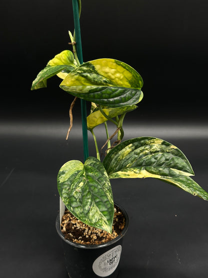 Monstera Karstenianum 'Peru' Variegated (130W017) in a 4-inch nursery pot, trained up a stake with variegated, climbing foliage.