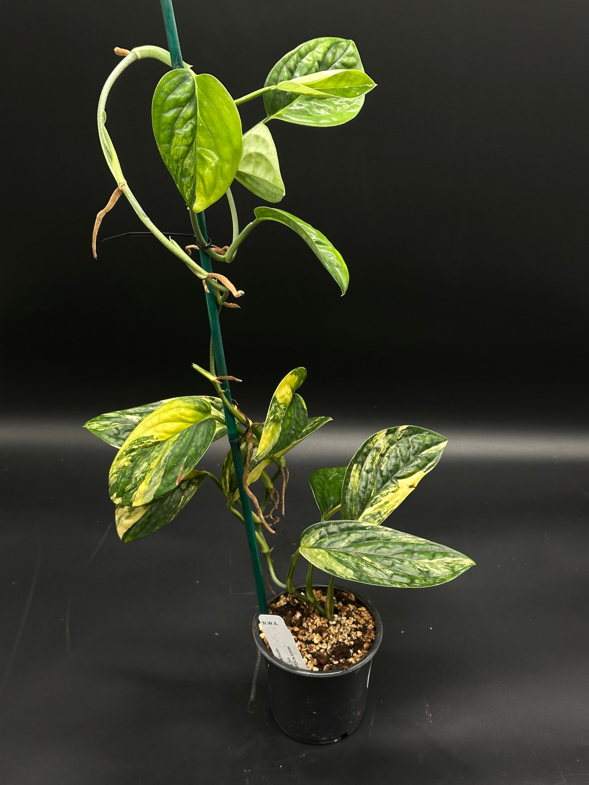 Monstera Karstenianum 'Peru' Variegated (130W017) in a 4-inch pot, trained on a stake, showcasing glossy, marbled green and yellow-cream leaves.