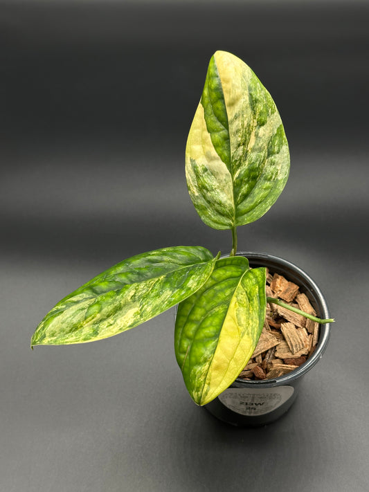 Monstera Karstenianum 'Peru' Variegated in a 4-inch pot, showcasing its unique foliage, perfect for exotic houseplant enthusiasts from Next World Exotics.