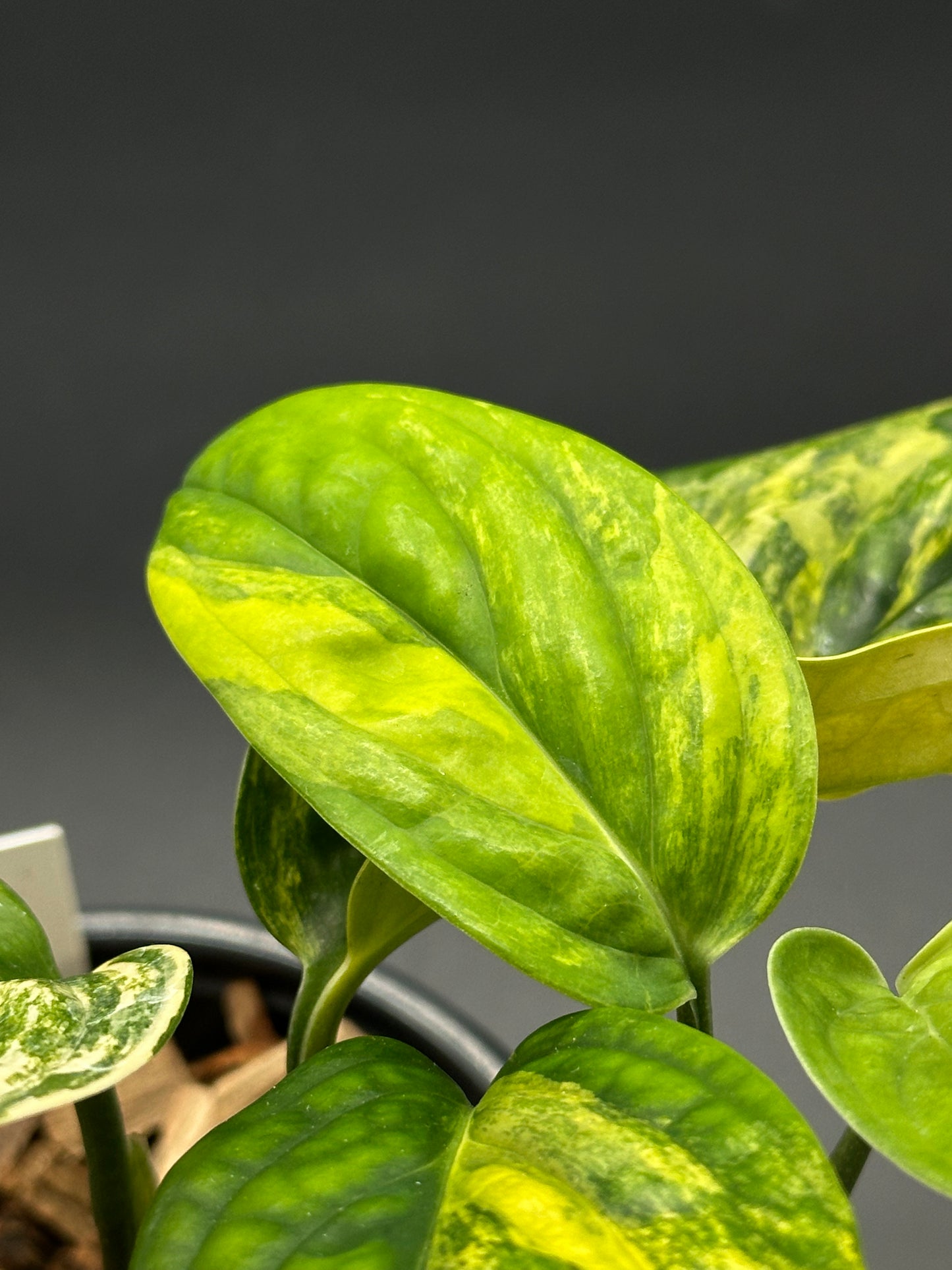 Close-up of Monstera Karstenianum 'Peru' in a 4-inch pot, highlighting its textured green leaves, perfect for tropical houseplant enthusiasts.