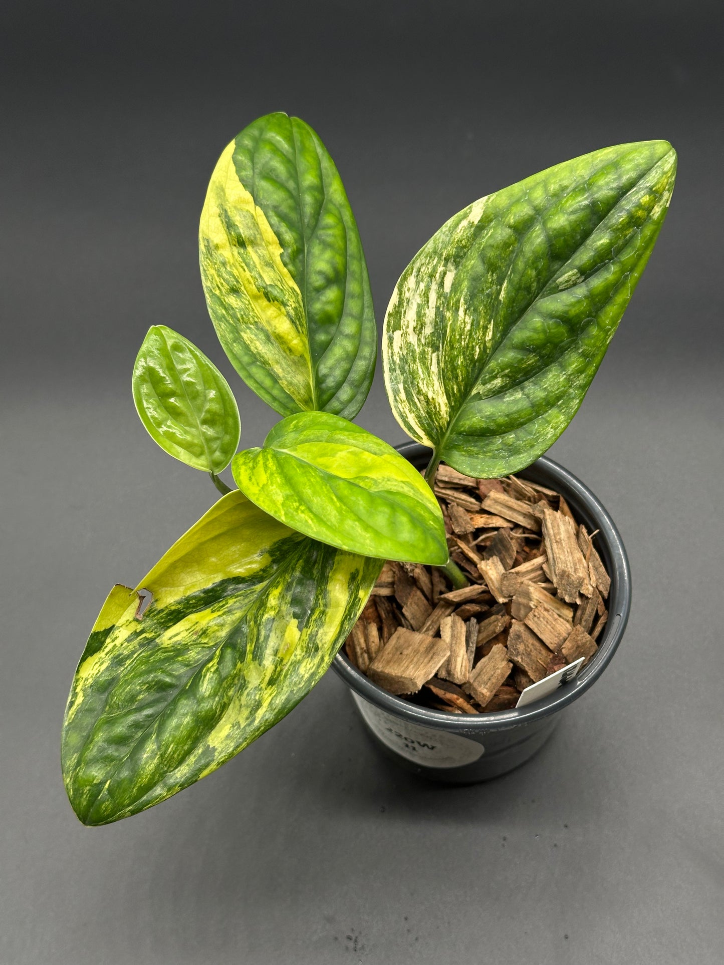 Monstera Karstenianum 'Peru' Variegated in a 4-inch pot, showcasing its distinct green and yellow variegated leaves, ideal for tropical plant enthusiasts.