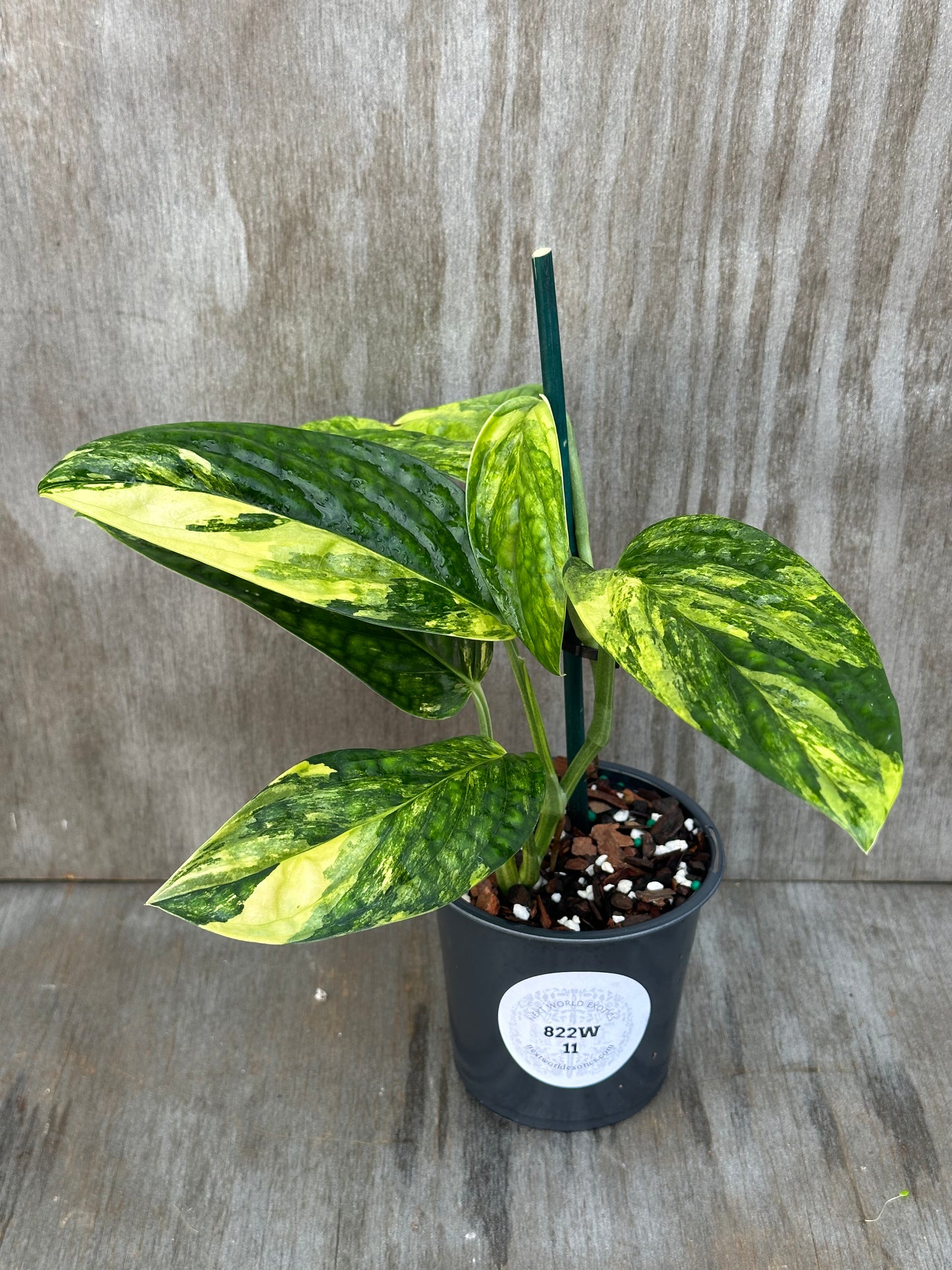 Monstera Karstenianum Peru Variegated in a pot, showcasing lush green and yellow variegated leaves. Ideal for exotic houseplant enthusiasts.