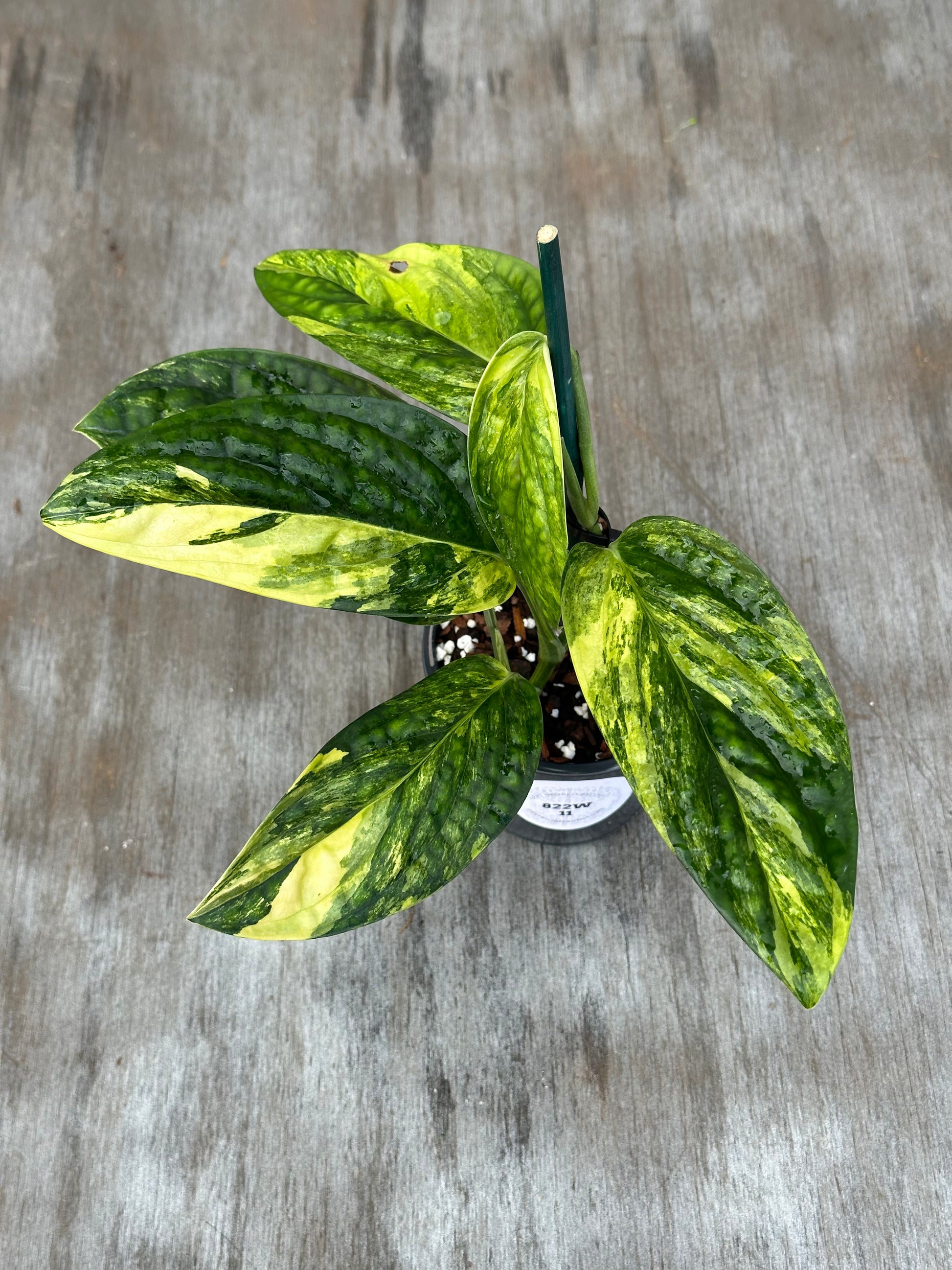 Monstera Karstenianum Peru Variegated in a pot, showcasing vibrant green and yellow leaves, ideal for exotic houseplant enthusiasts.