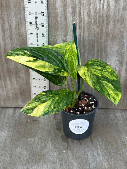 Monstera Karstenianum Peru Variegated in a pot, showcasing lush, variegated leaves perfect for exotic houseplant collections.