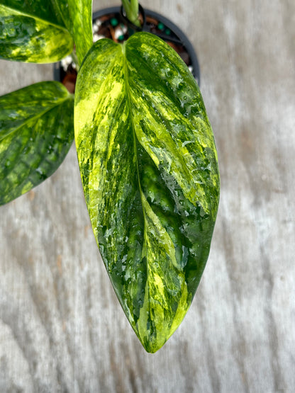 Close-up of Monstera Karstenianum Peru Variegated leaf with distinct variegation, showcasing intricate patterns and textures.