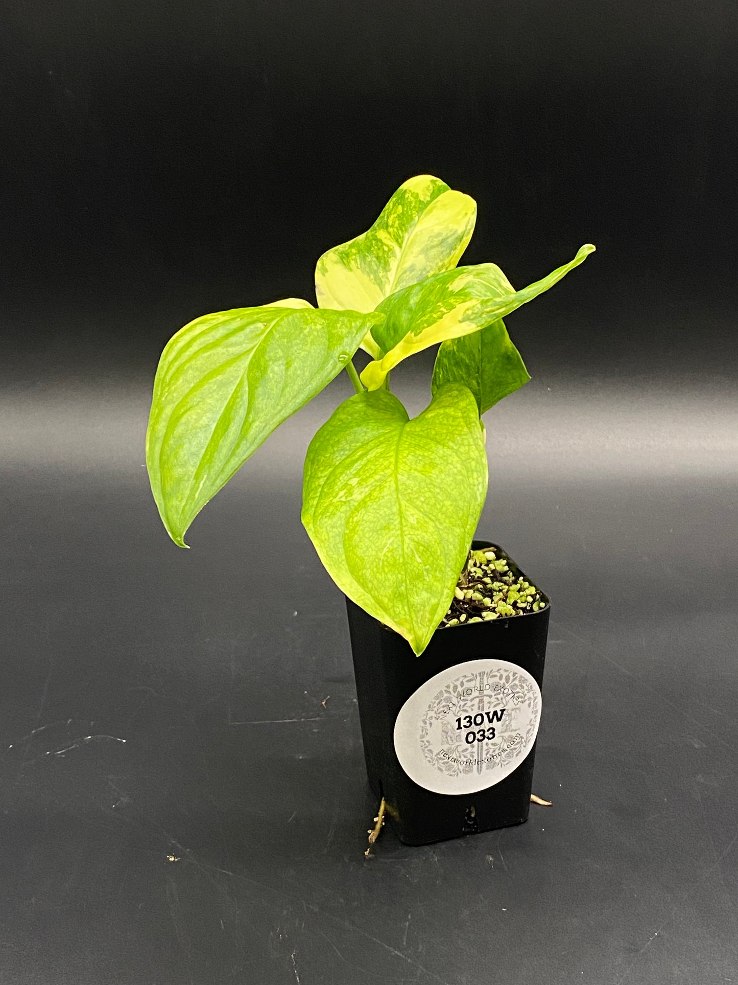 Monstera obliqua cv. 'Mayuna' (130W033) in a black nursery pot, showcasing variegated heart-shaped leaves with visible roots extending from drainage slots.
