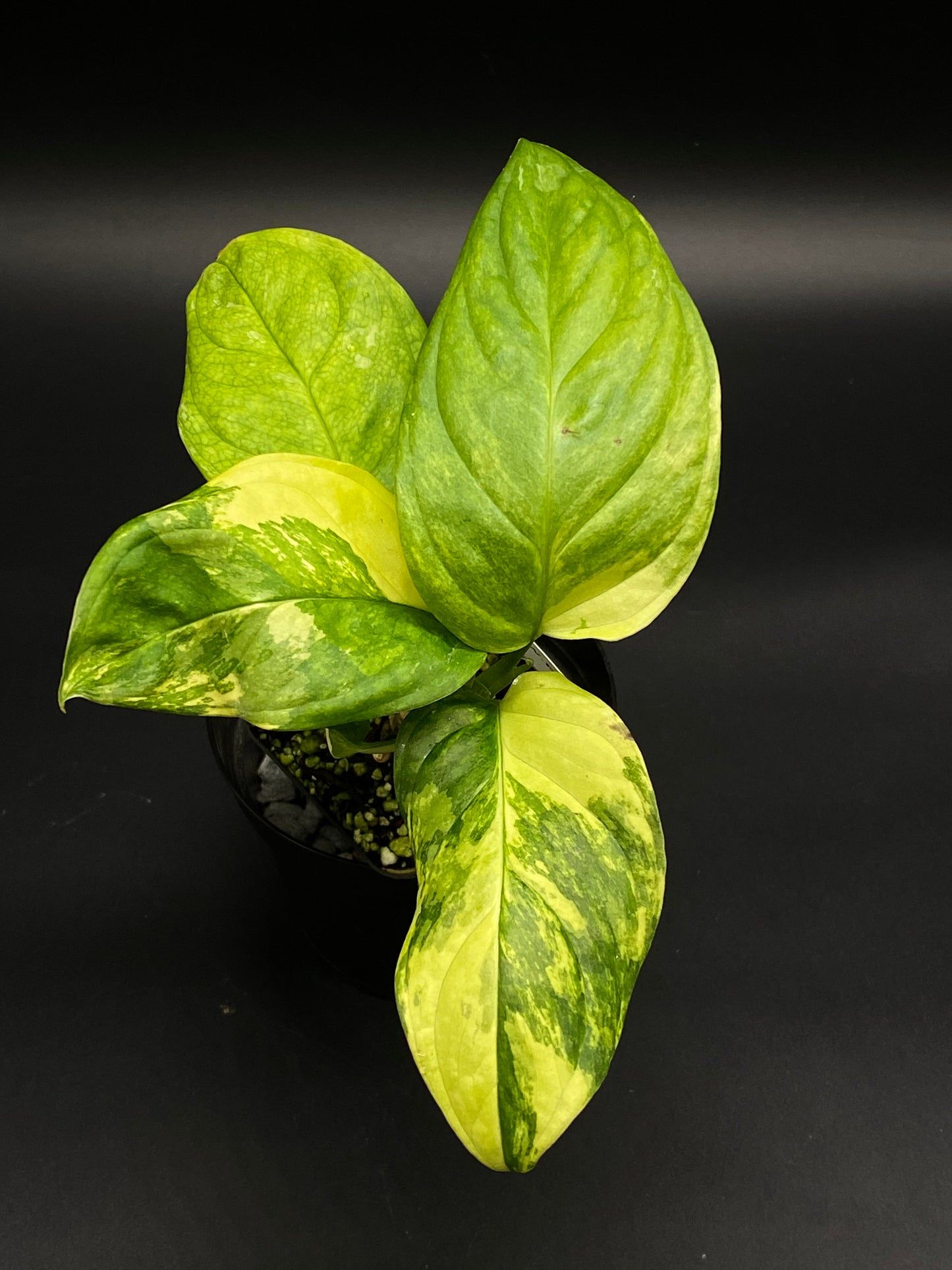 Monstera obliqua cv. 'Mayuna' with distinctive broad, glossy, variegated leaves, showcasing green with yellow patterns, ideal for exotic houseplant enthusiasts.