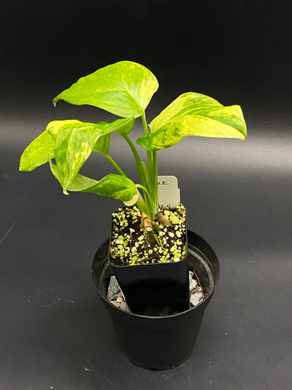 Monstera obliqua cv. 'Mayuna' in a black nursery pot with variegated yellow-green, heart-shaped leaves, featuring a grower's label marked J.E..