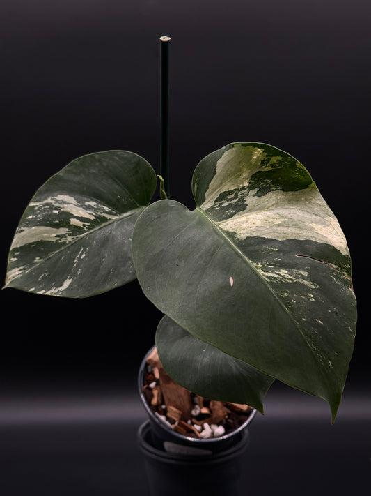 Monstera sp. 'Mint NOID' (522W16) plant with unique variegated leaves, ideal for collectors seeking rare tropical houseplants from Next World Exotics.
