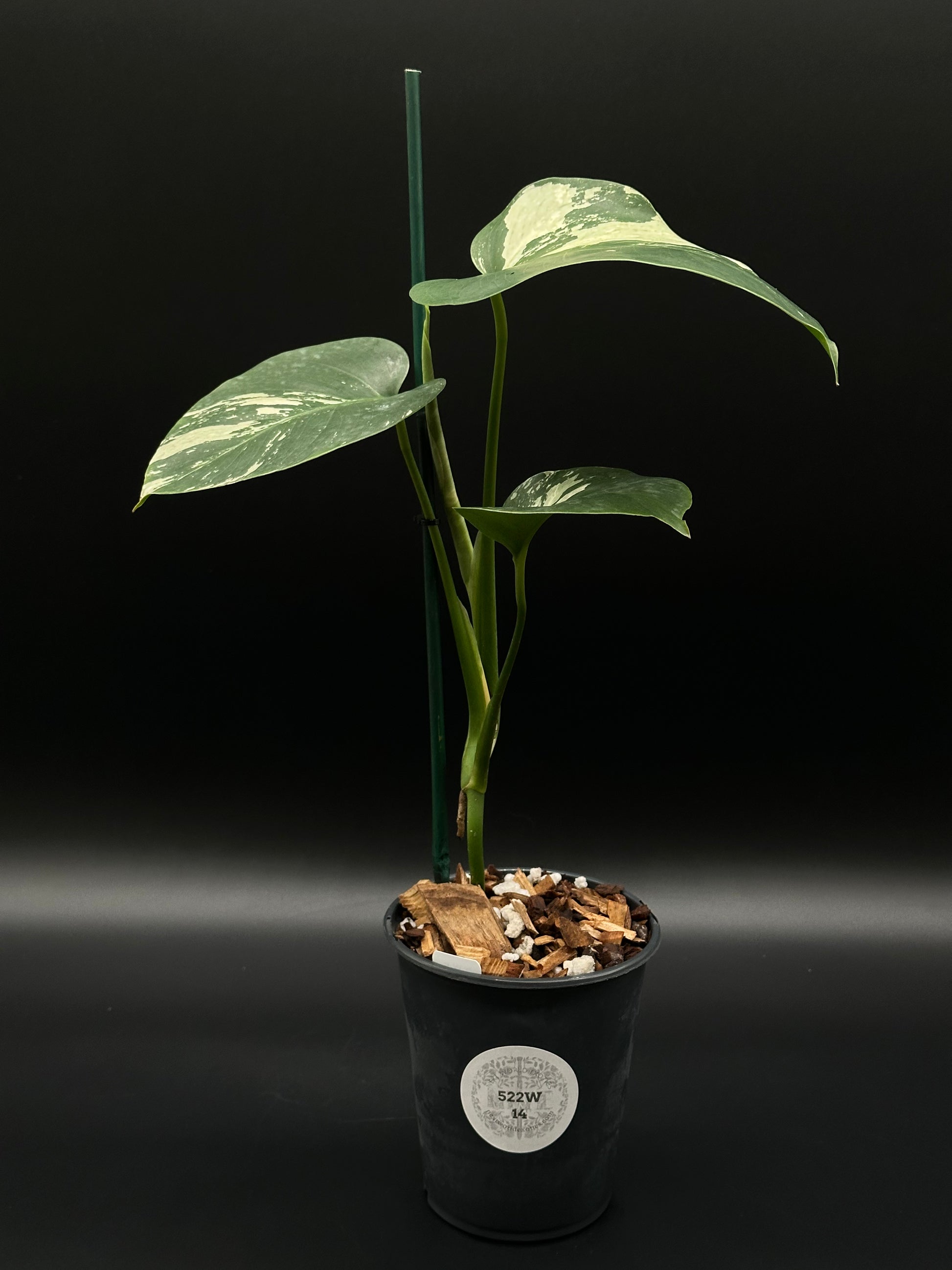 noid philodendron Monstera sp. 'Mint NOID' (522W14) – Next World Exotics