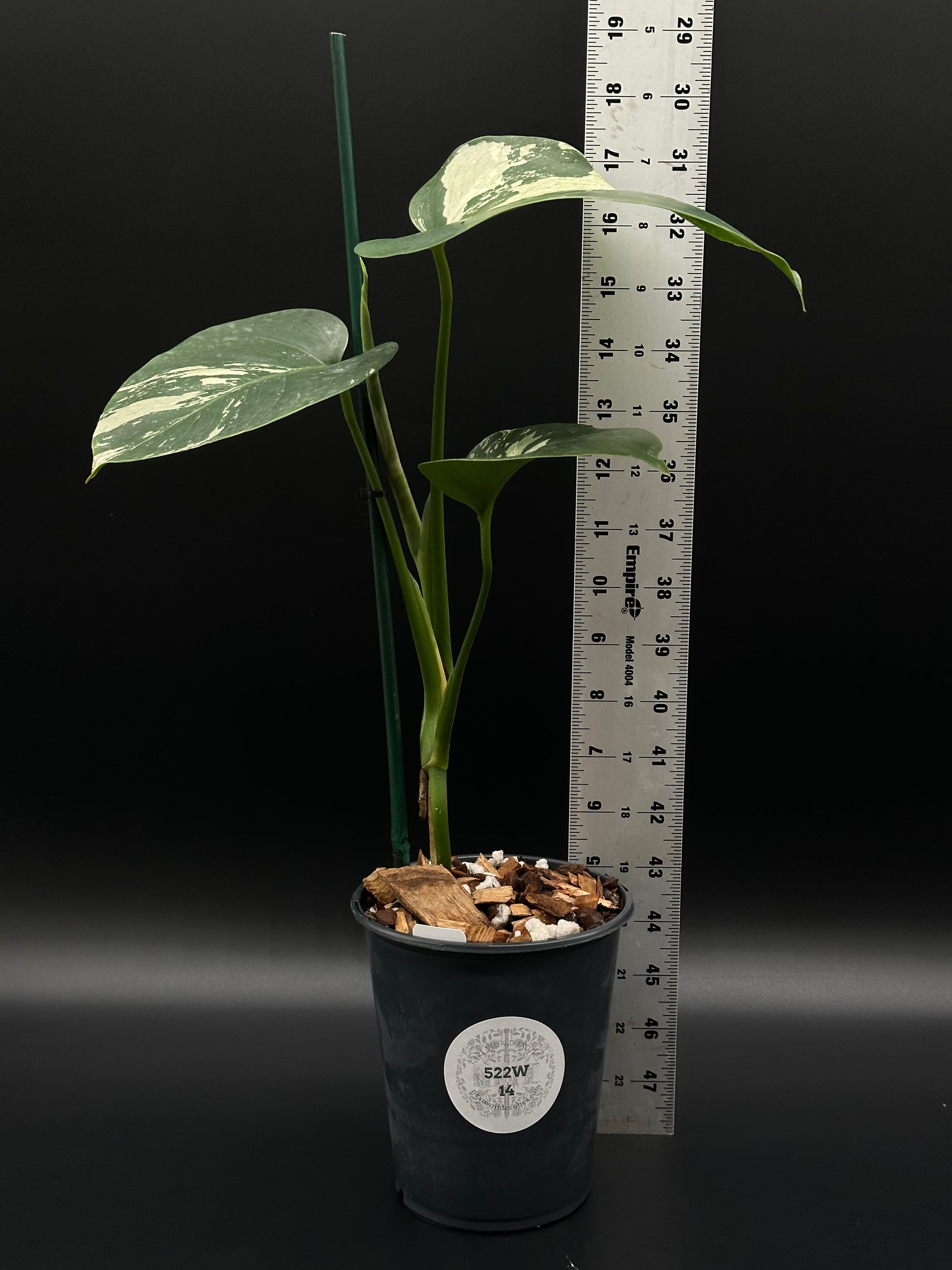 monstera sp plant Monstera sp. 'Mint NOID' (522W14)