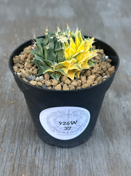 Variegated Obregonia denegrii cactus in a 2.25-inch pot, detailed texture, labeled for sale at Next World Exotics.