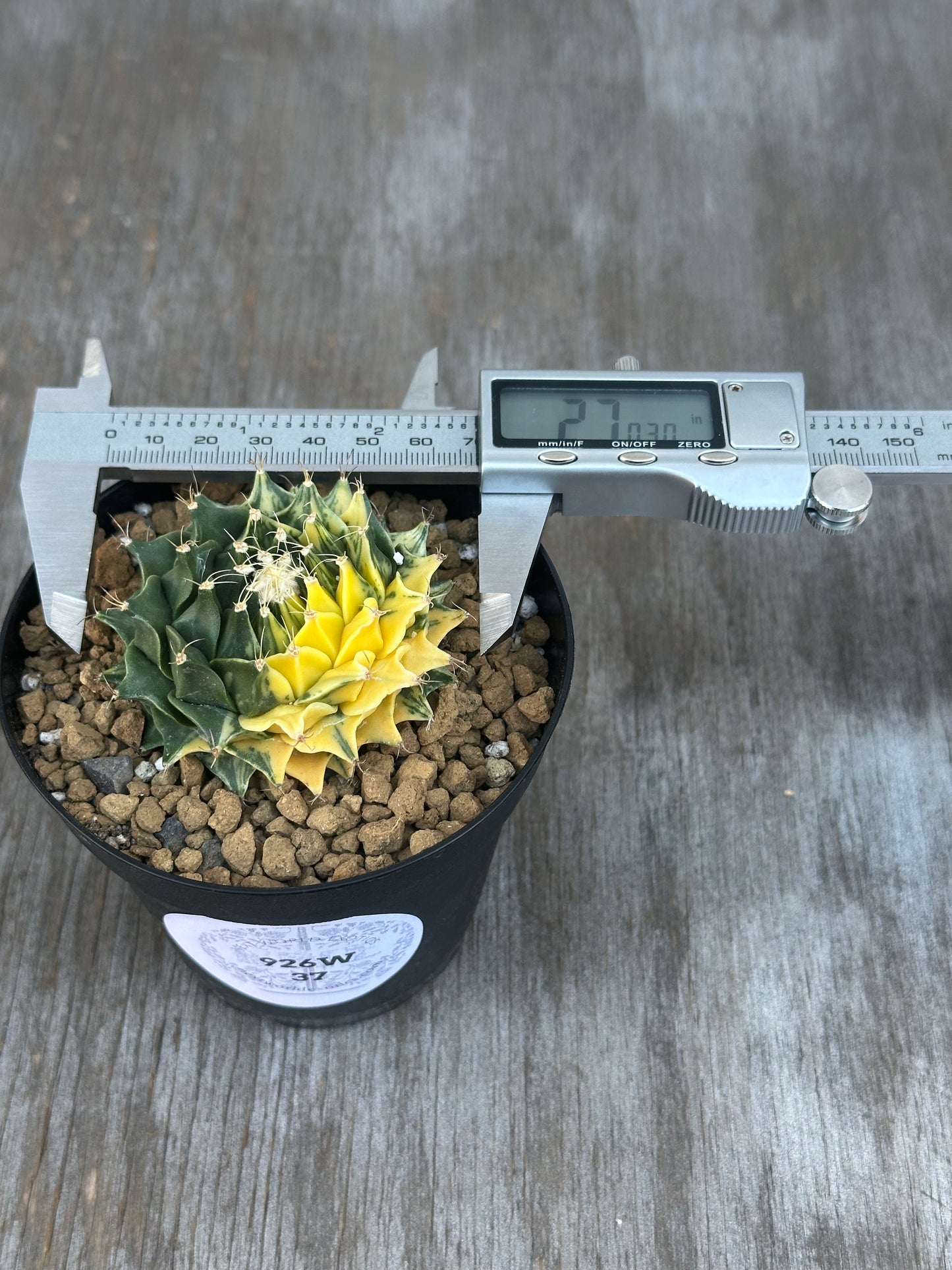 Variegated Obregonia denegrii cactus in a 2.25-inch pot with a digital measuring device.