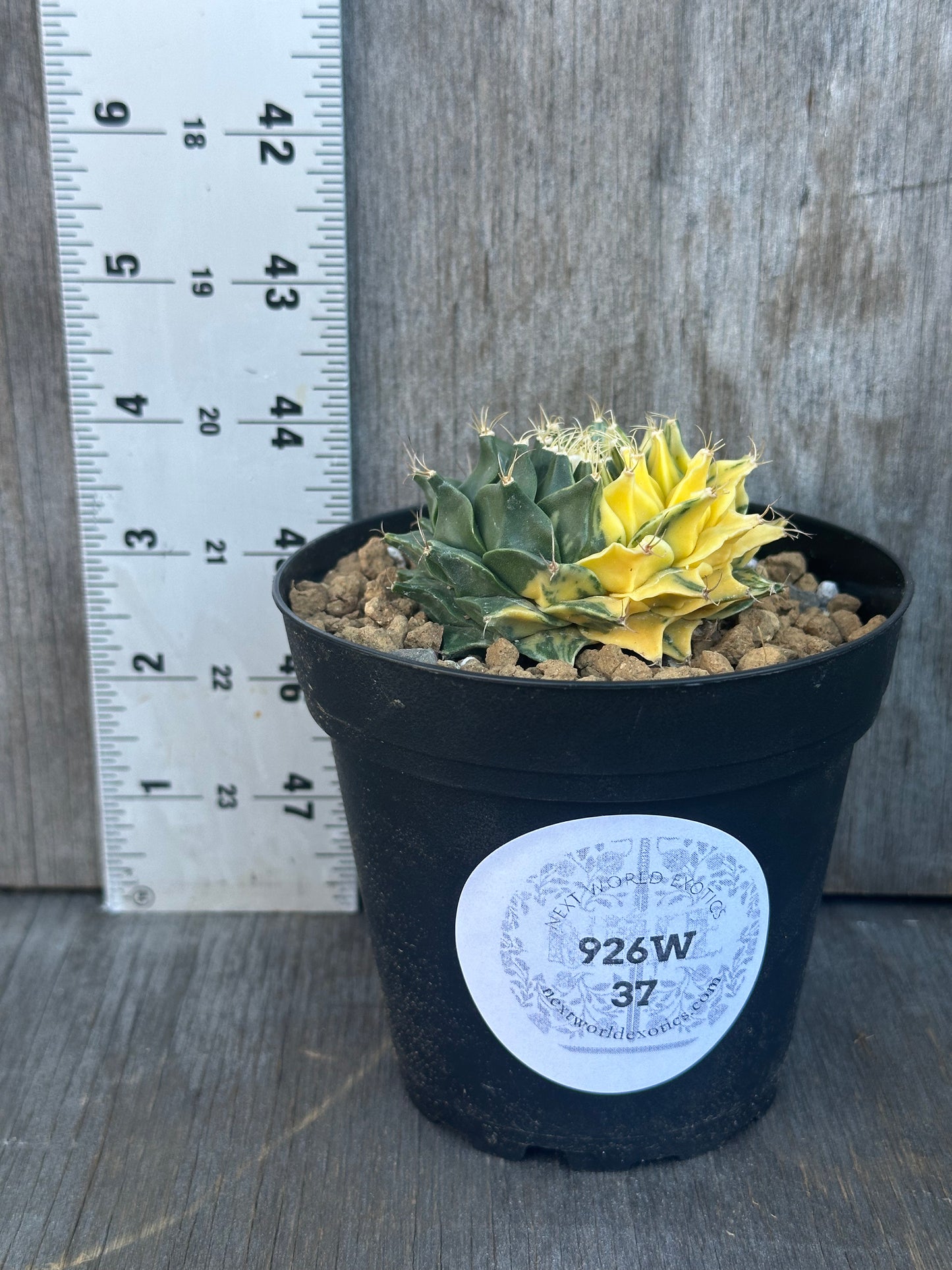 Obregonia Denegrii Variegated (926W37) in a small pot, featuring a rare, beautifully patterned cactus. Ideal for collectors of exotic houseplants.