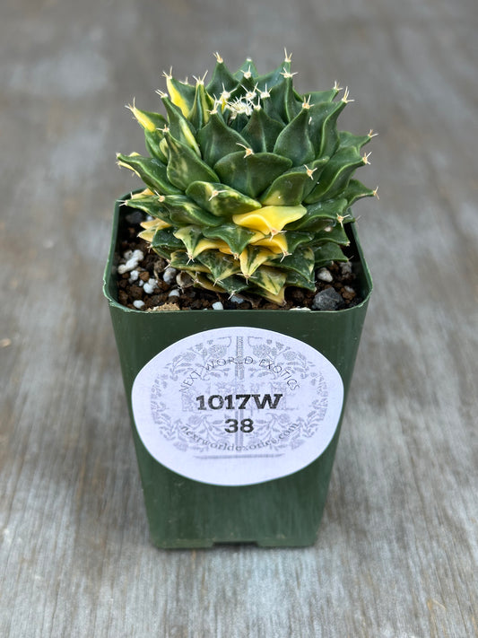 Variegated Obregonia Denegrii cactus in a 4-inch pot with a white label, offered by Next World Exotics for rare plant collectors.