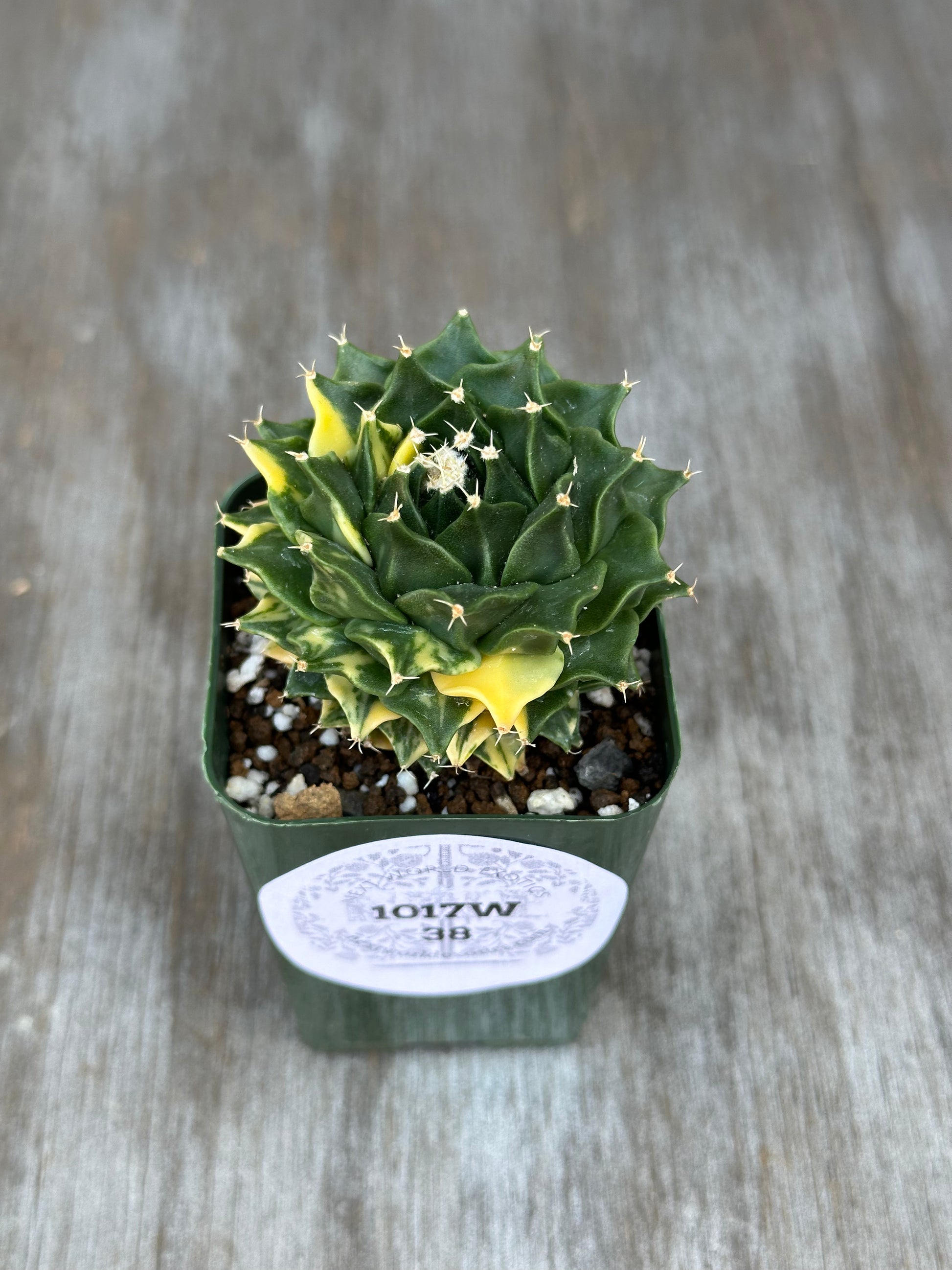 Obregonia Denegrii Variegated (1017W38) in a 4-inch pot, showcasing its unique shape and texture, perfect for rare plant enthusiasts.