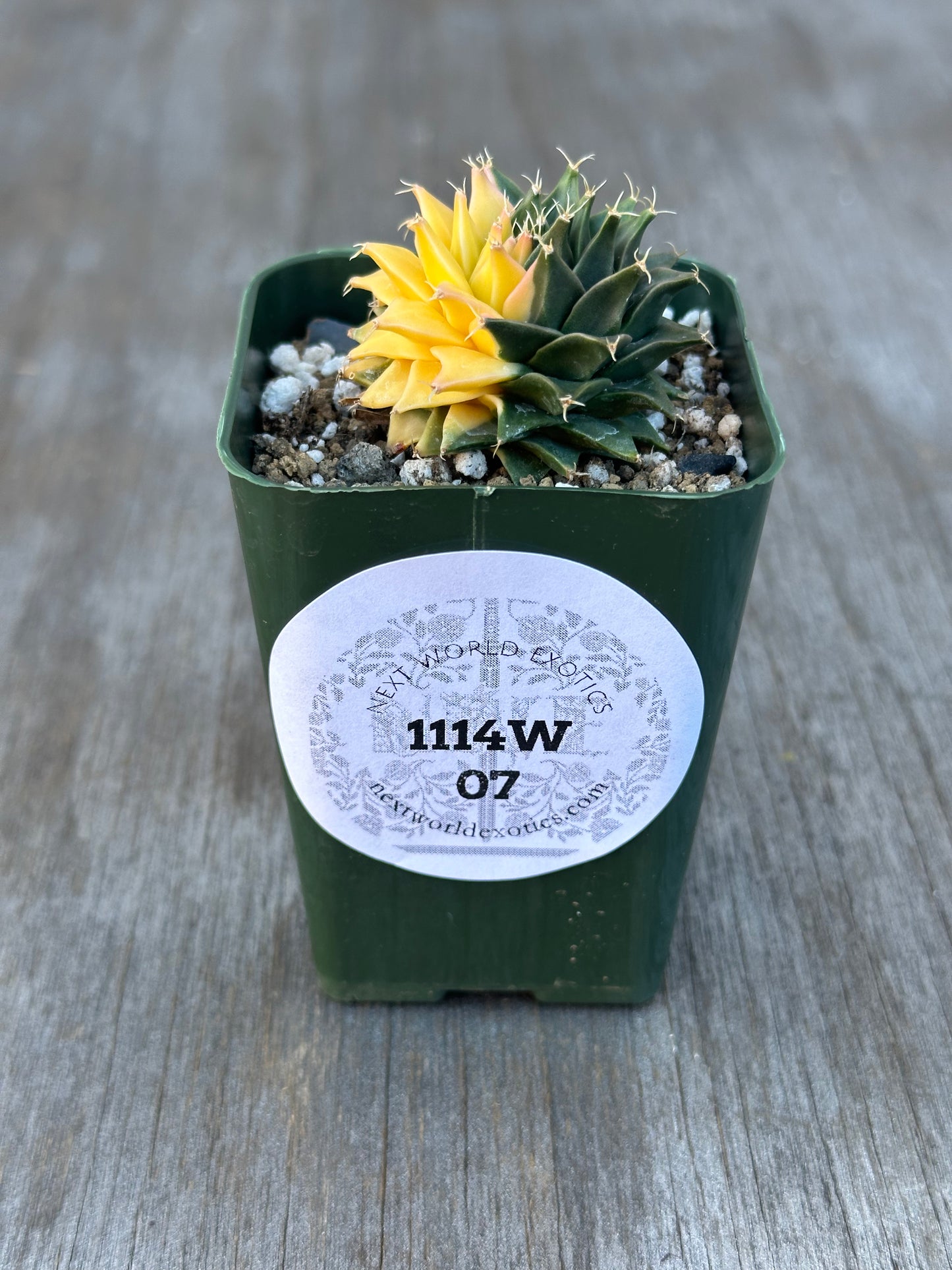 Obregonia Denegrii Variegated (1114W07) in a small pot, featuring distinct variegation and a labeled white sticker, ideal for exotic plant enthusiasts.