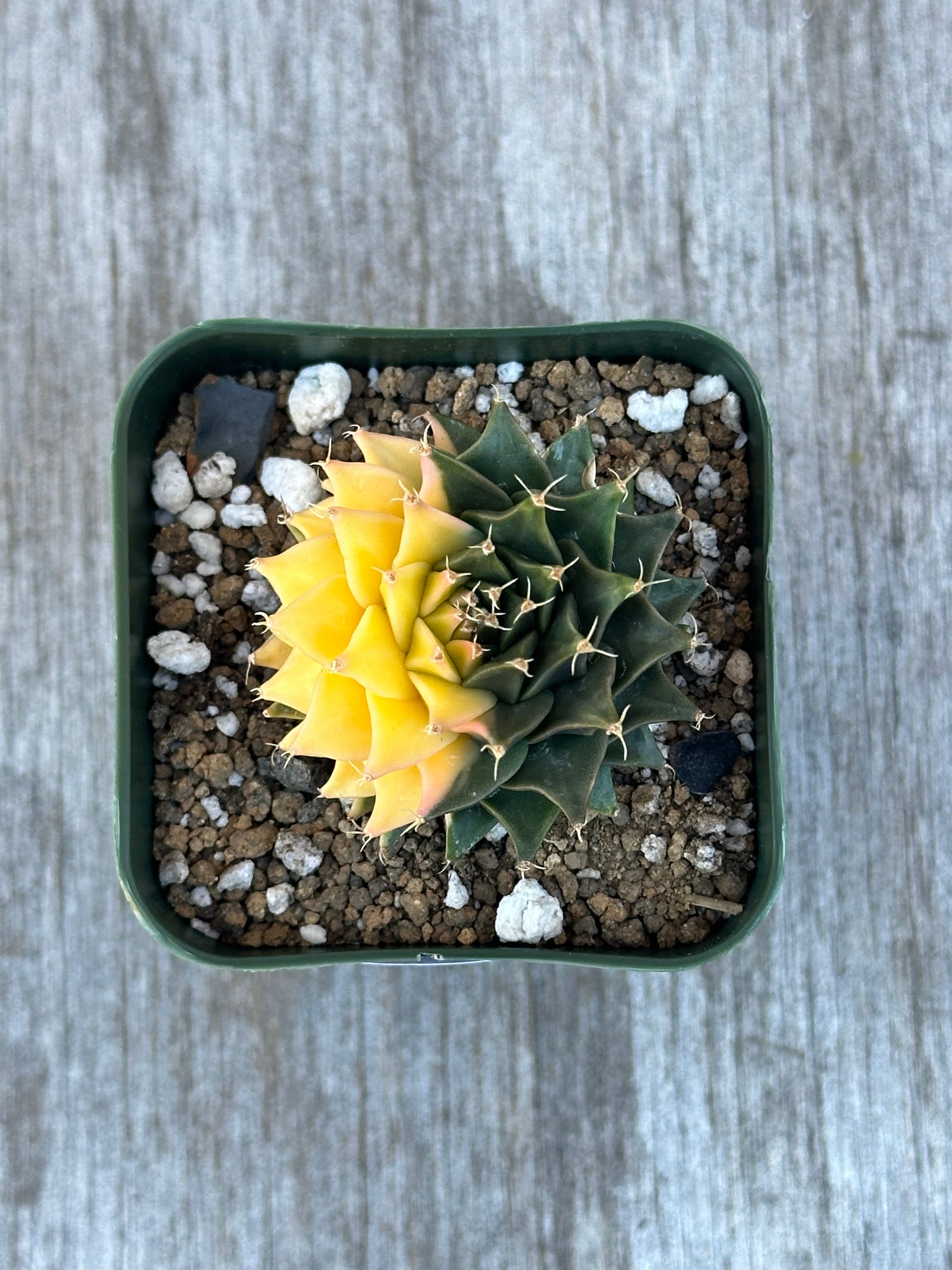 Variegated Obregonia denegrii cactus in a 2.25-inch pot, featuring intricate patterns, perfect for collectors. Available at Next World Exotics.