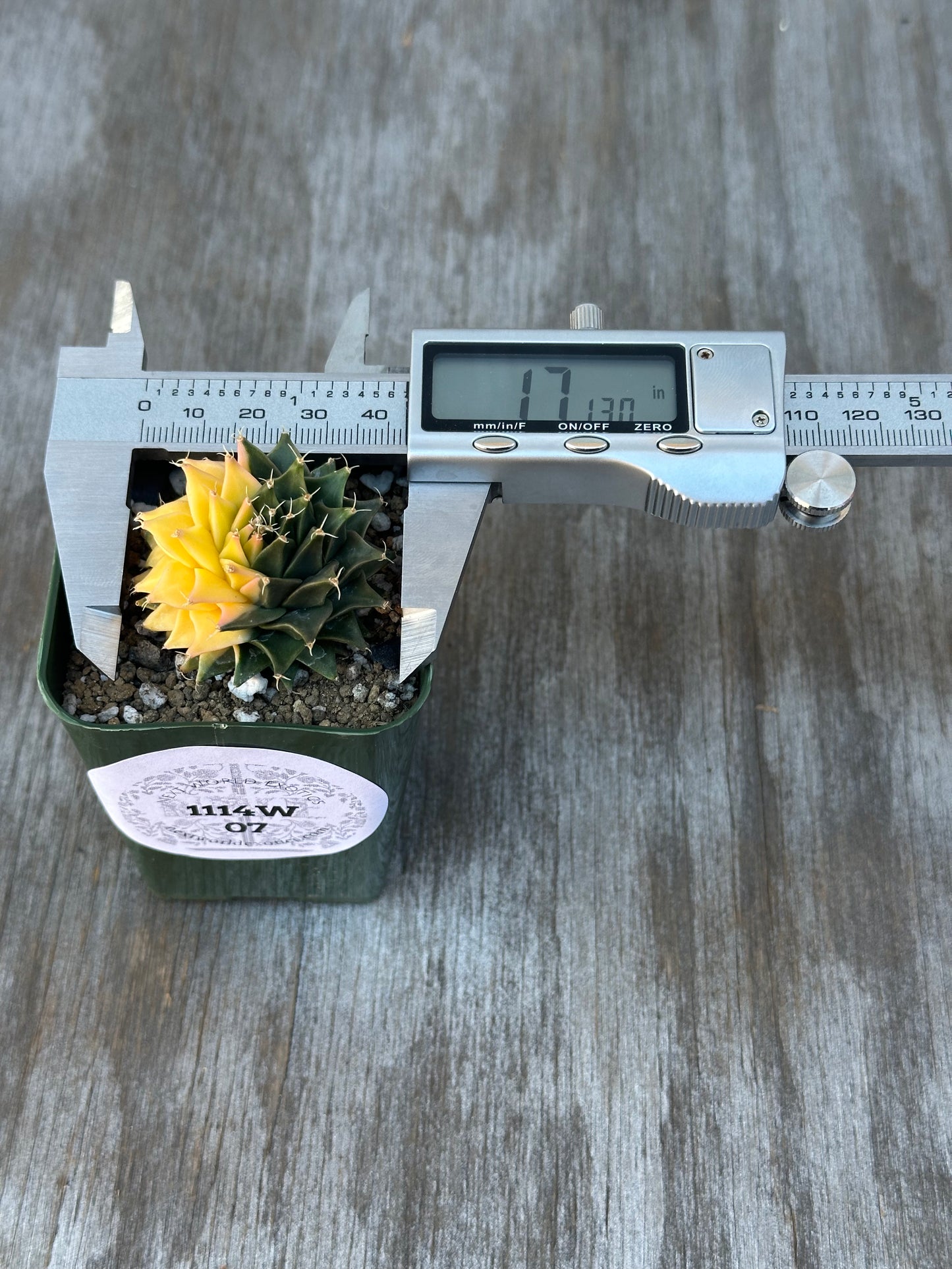 Obregonia Denegrii Variegated (1114W07) cactus in a black pot, shown with a digital measuring device, perfect for exotic plant collectors.