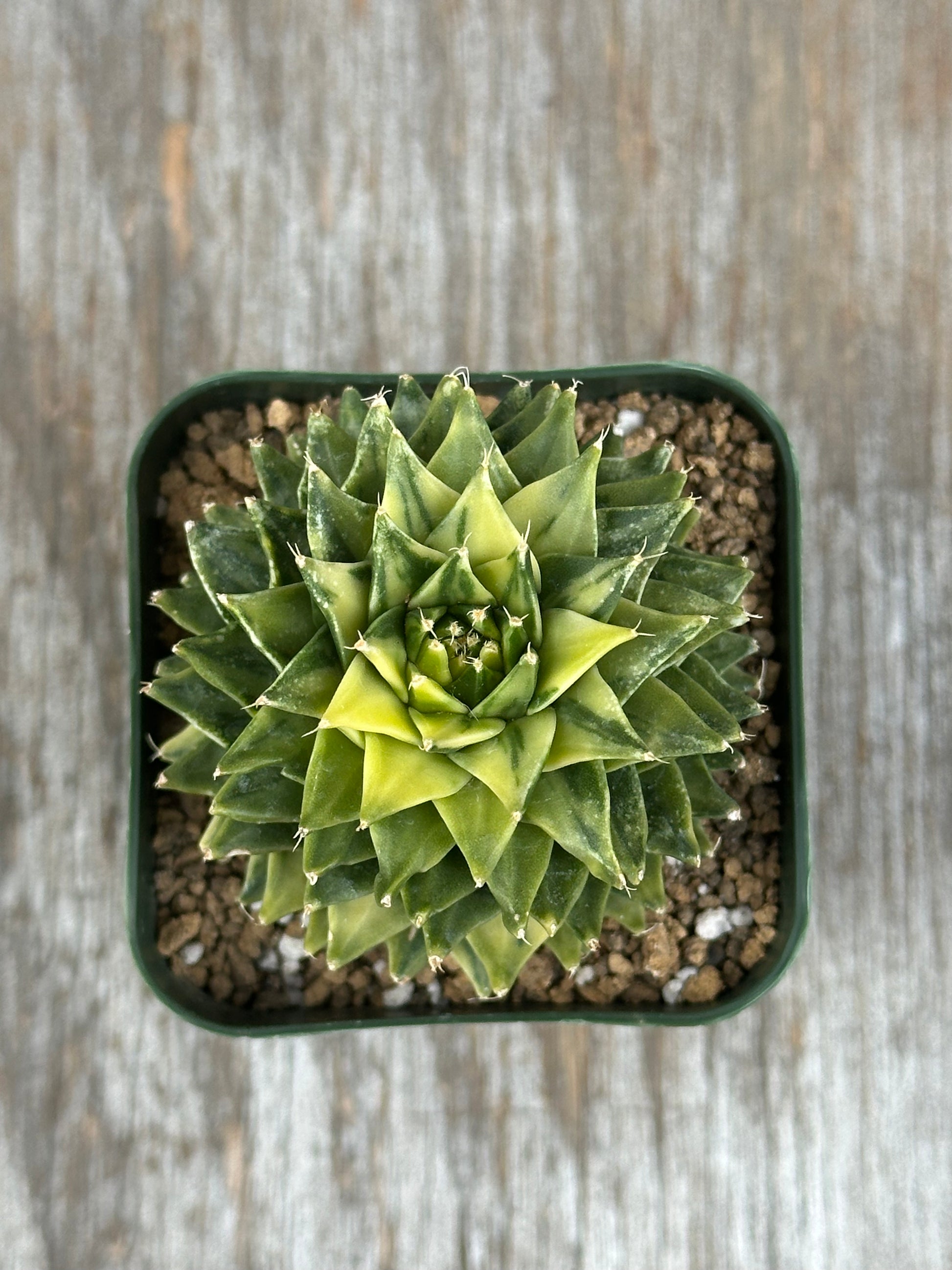 Obregonia Denegrii Variegated in a 2.25-inch pot, showcasing its unique succulent structure, ideal for exotic plant collectors.