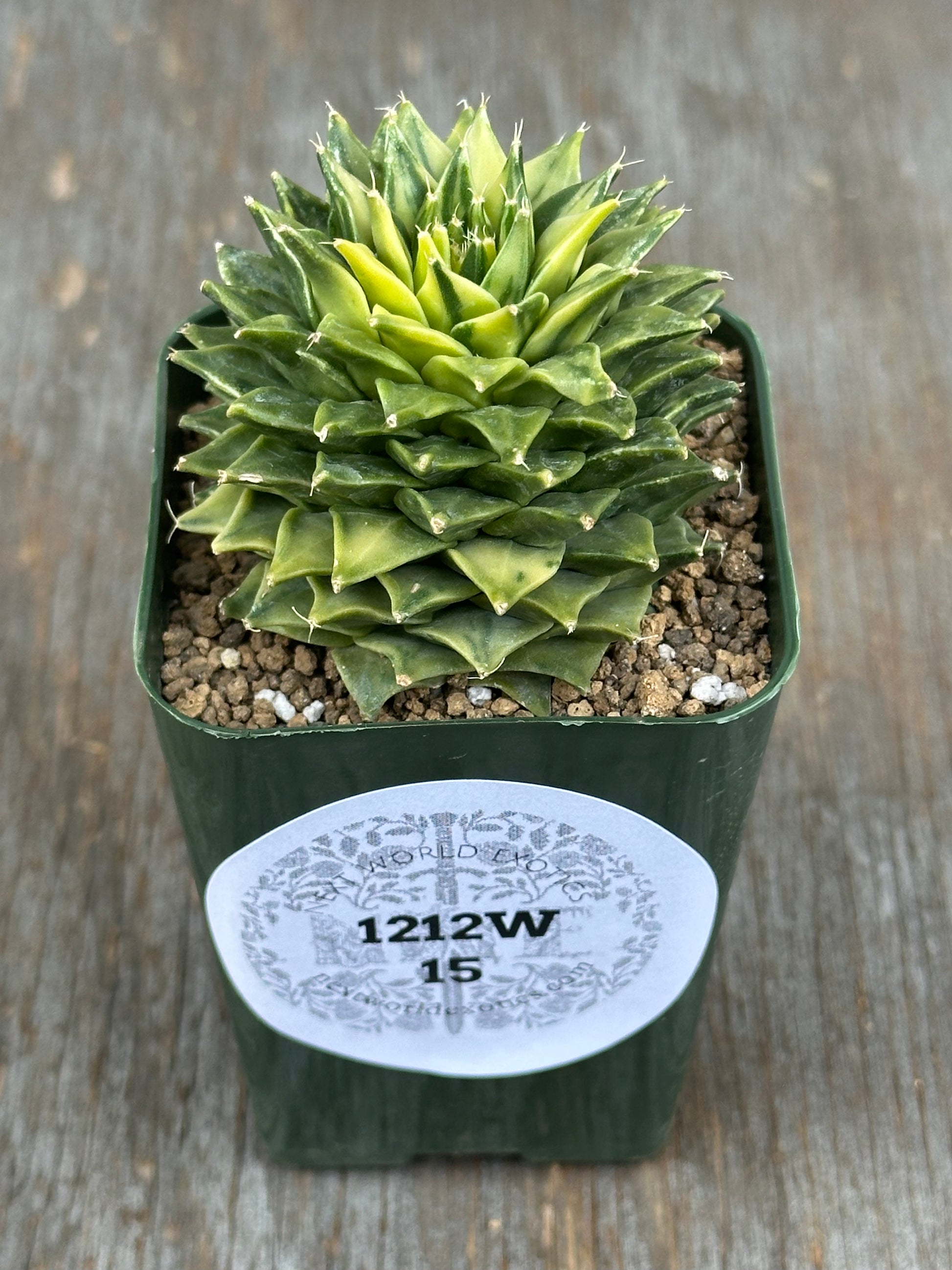 Variegated Obregonia Denegrii cactus in a 2.25-inch pot, showcasing unique patterns. Ideal for exotic houseplant collectors.