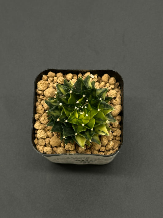 Obregonia Denegrii Variegated (51W01) shown in a 2.25-inch pot, featuring a unique cactus with high color variegation, ideal for exotic plant enthusiasts.