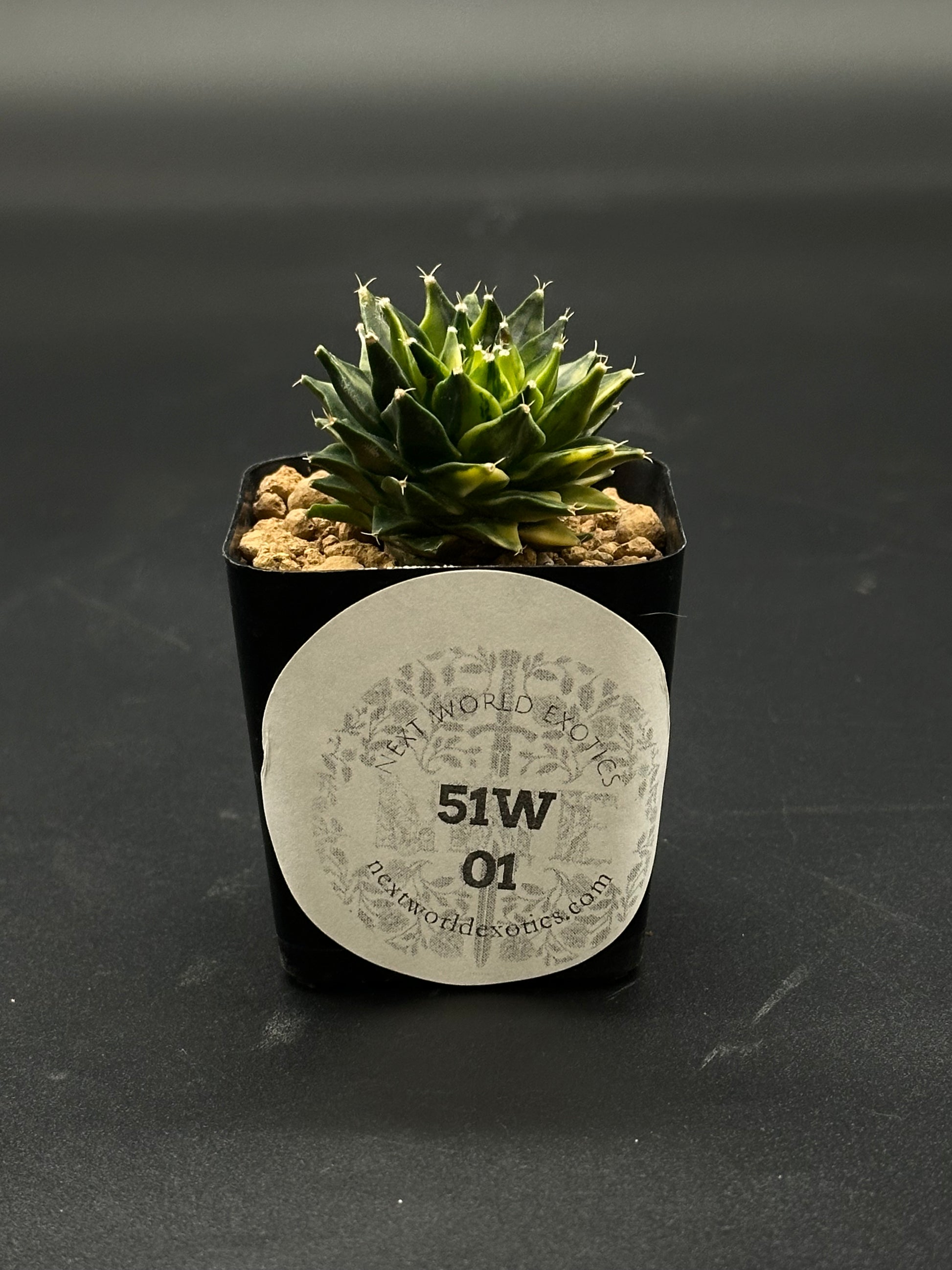 Obregonia Denegrii Variegated (51W01) in a small pot, showcasing sharp spiked green foliage, ideal for exotic plant collections.