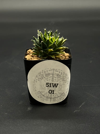 Obregonia Denegrii Variegated (51W01) in a small pot, showcasing sharp spiked green foliage, ideal for exotic plant collections.