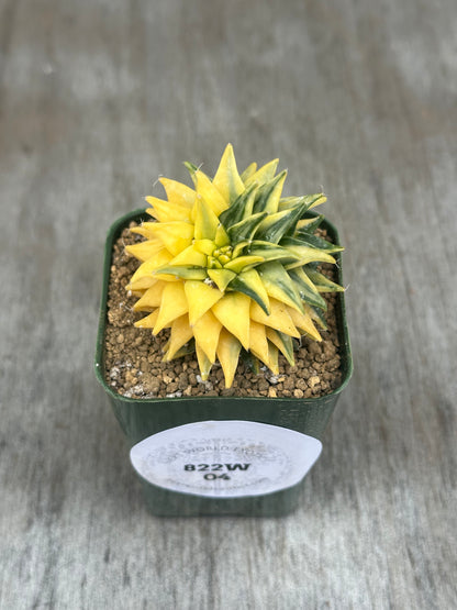 Obregonia Denegrii Variegated cactus in a pot from Next World Exotics, showcasing its unique, variegated pattern for rare plant enthusiasts.