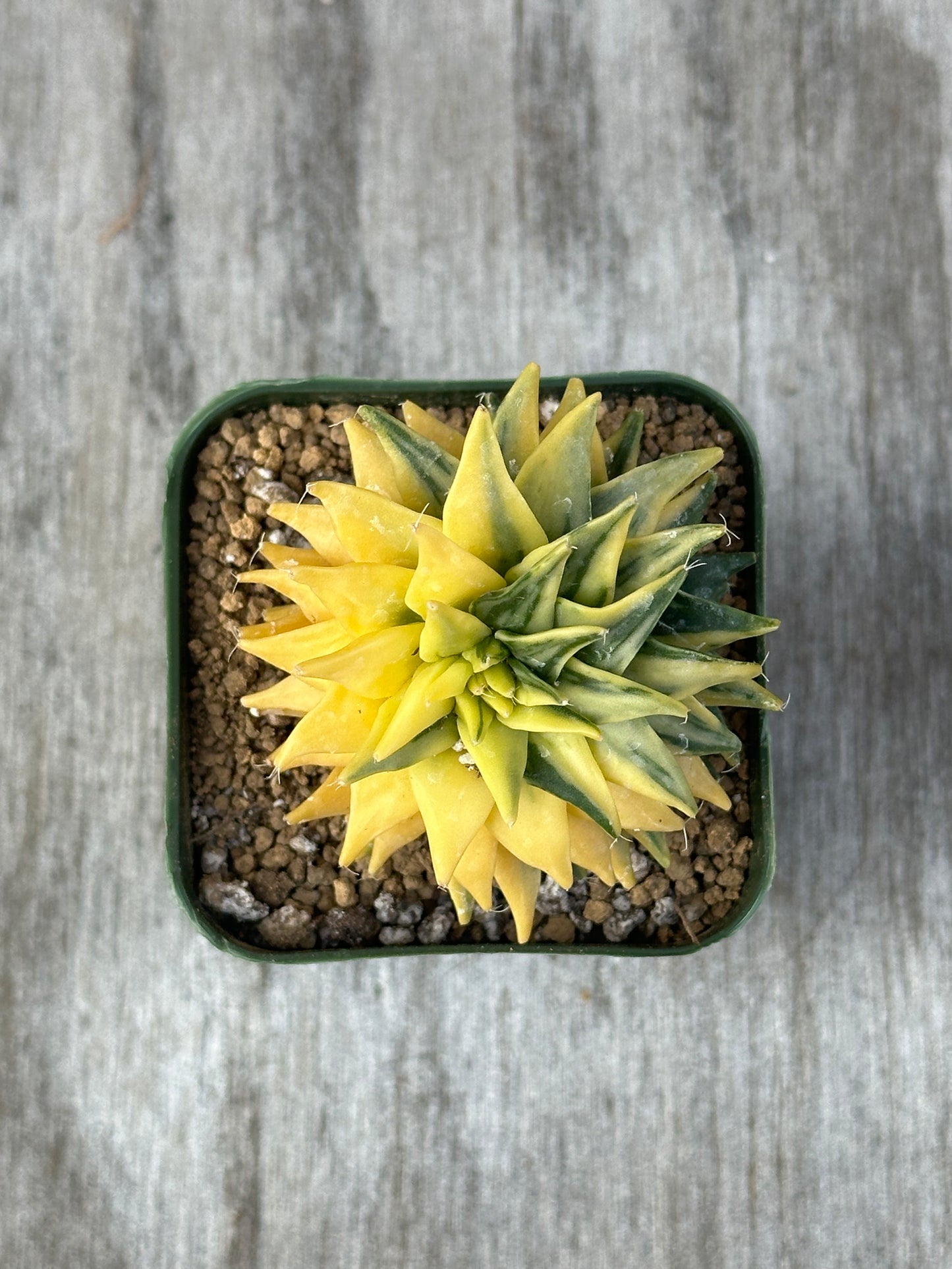 Variegated Obregonia Denegrii cactus in a pot from Next World Exotics, perfect for seasoned collectors and beginners seeking rare, tropical houseplants.