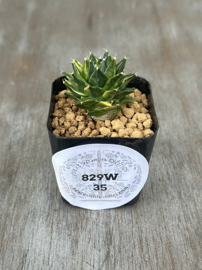 Variegated Obregonia denegrii cactus in a 2.25-inch pot with a white label displaying black text and numbers, perfect for exotic houseplant collectors.