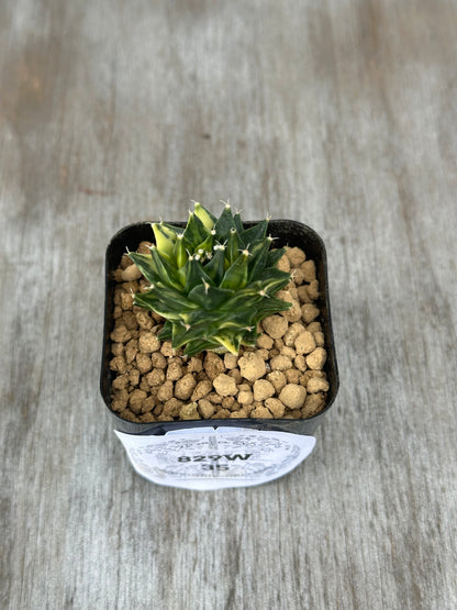 Variegated Obregonia Denegrii in a 2.25-inch pot with a label, suitable for collectors of exotic houseplants.