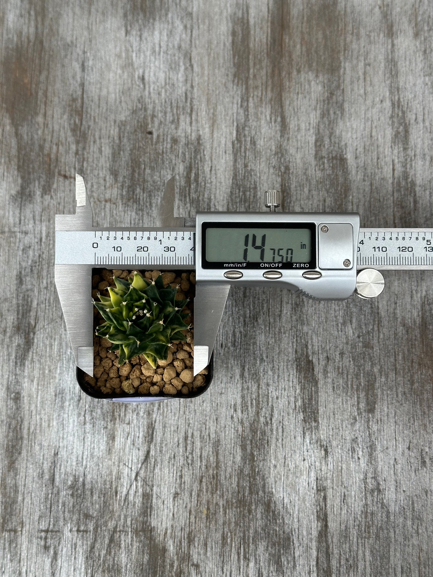 Obregonia denegrii variegated in a 2.25-inch pot, displayed with a digital measuring device and a small plant in a metal container.