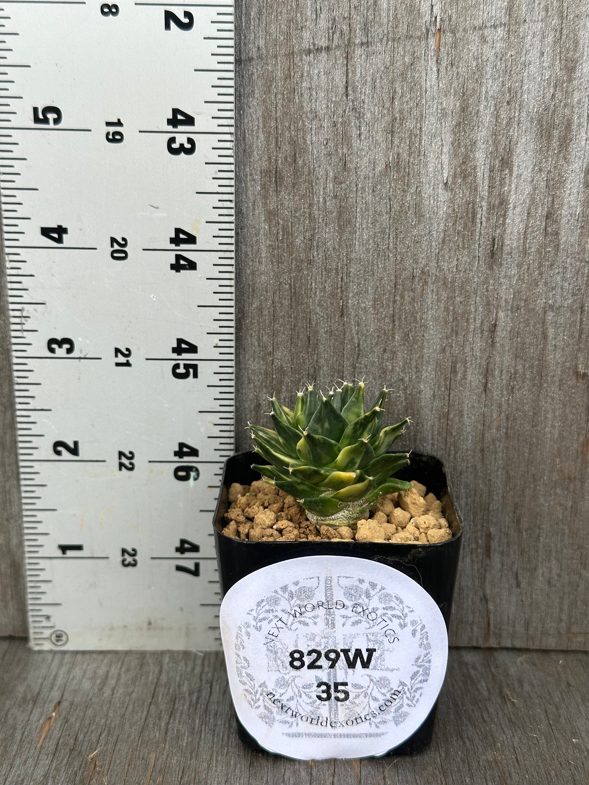 Obregonia Denegrii Variegated (829W35) in a 2.25-inch pot next to a ruler, showcasing its compact size for sale by Next World Exotics.