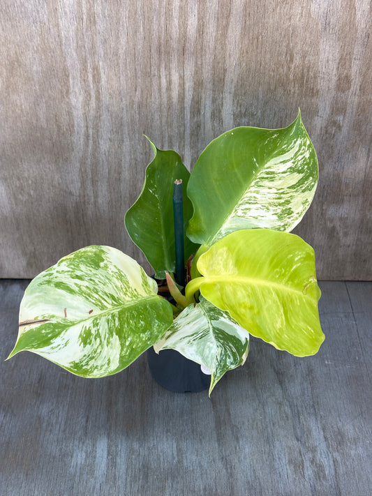 Philodendron 'Moonlight' (822W40)