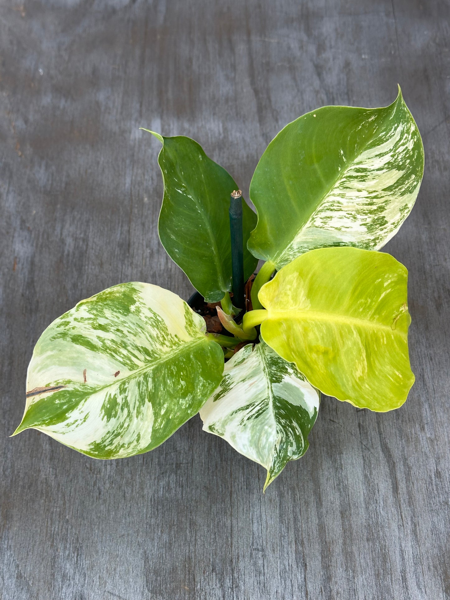 Philodendron 'Moonlight' (822W40)