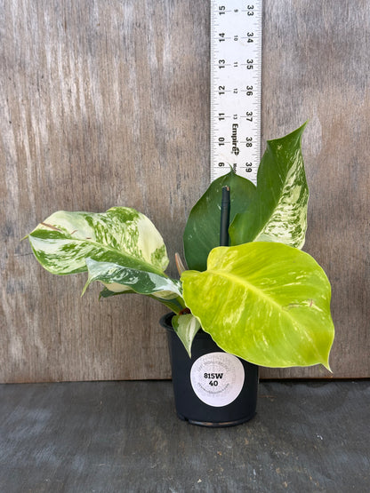 Philodendron 'Moonlight' (822W40)