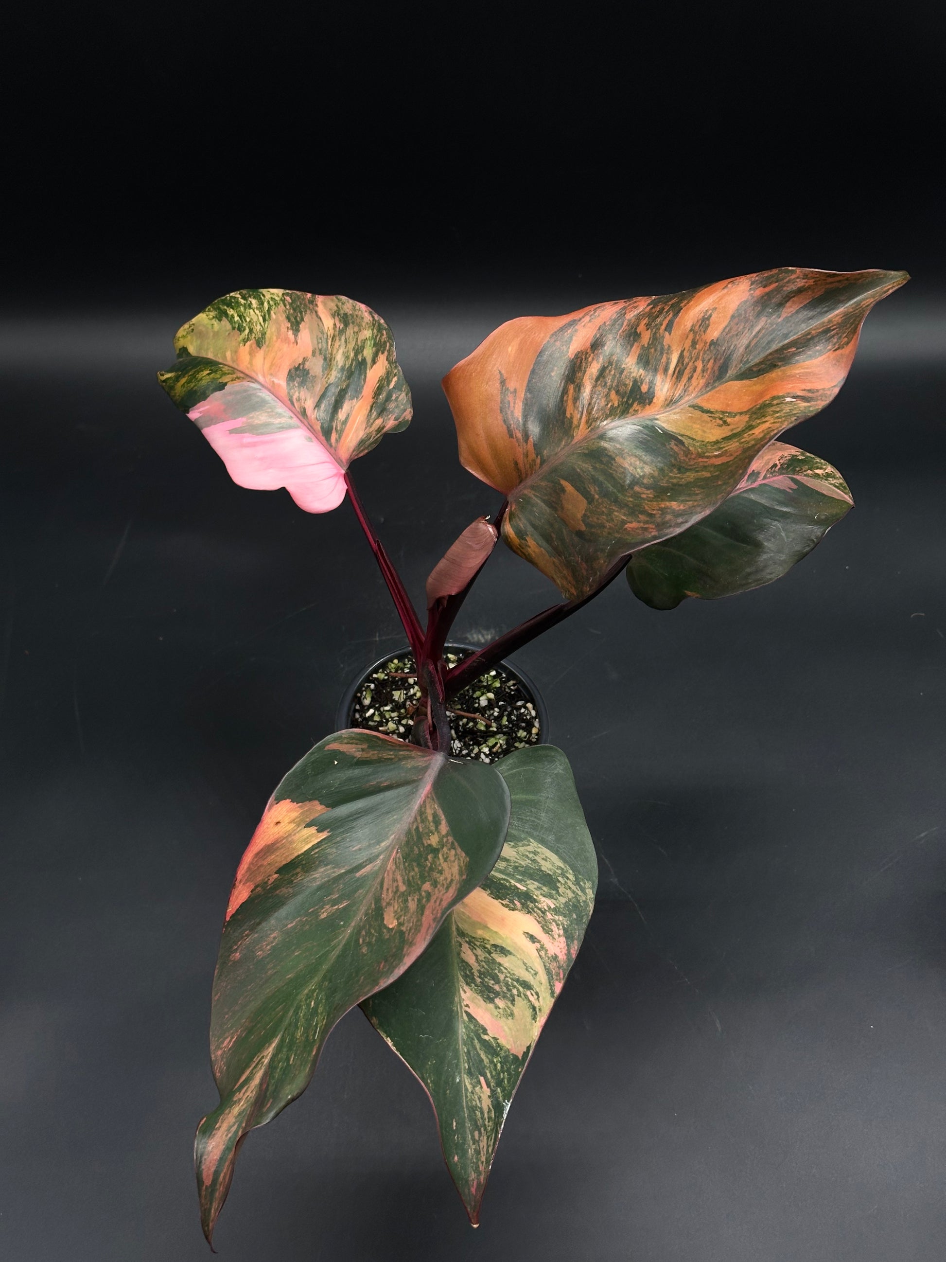 Philodendron 'Red Princess' in nursery pot, showcasing glossy, heart-shaped leaves with deep red stems and new coppery-red foliage typical of this exotic houseplant.