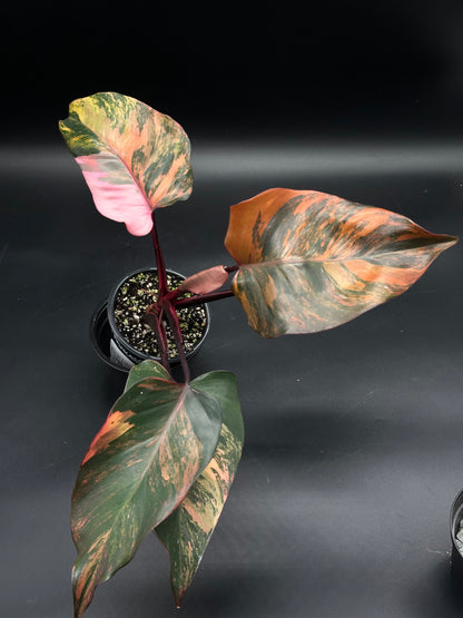 Philodendron 'Red Princess' with glossy, variegated leaves in dark green, pink, and peach tones, featuring reddish-purple stems and undersides.
