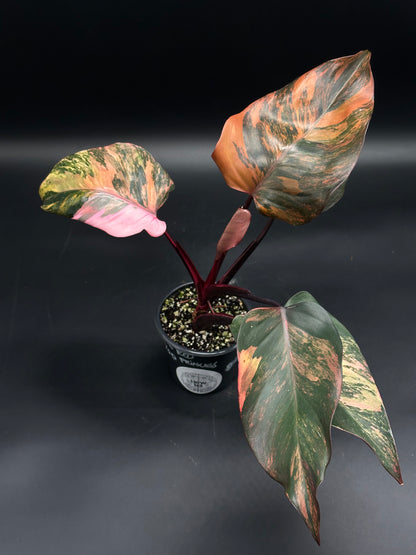 Philodendron 'Red Princess' with dark stems and glossy, variegated leaves in pink, cream, and green, in a nursery pot against a dark background.