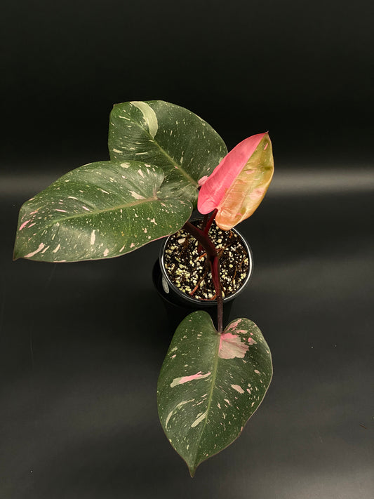 Philodendon sp. 'Cotton Candy' in a black pot, showcasing heart-shaped leaves with bright pink variegation and a newly unfolding leaf with strong pink tones.