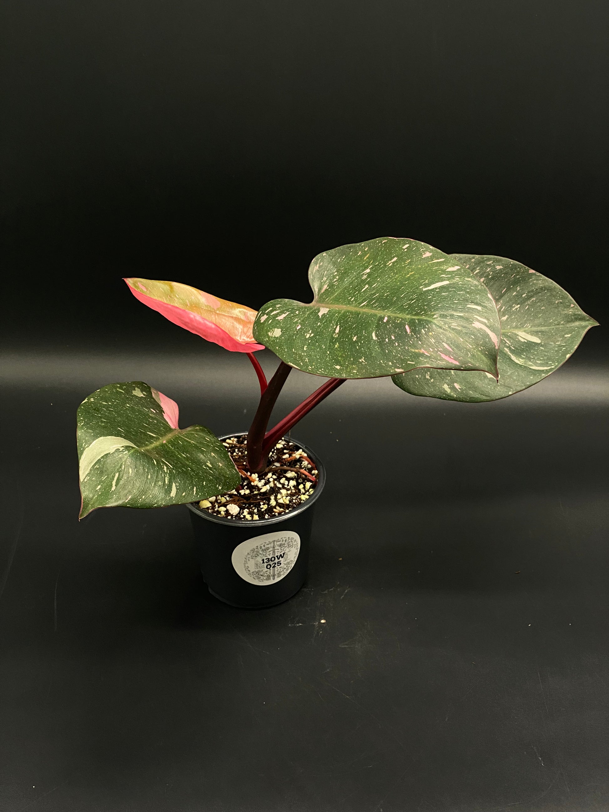 philodendron cotton candy Philodendon sp. 'Cotton Candy' (130W025)