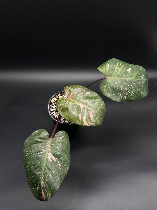 Philodendon sp. 'Cotton Candy' (130W053) in a 4-inch pot, featuring dark green leaves with distinctive pink speckled variegation, ideal for exotic plant enthusiasts.