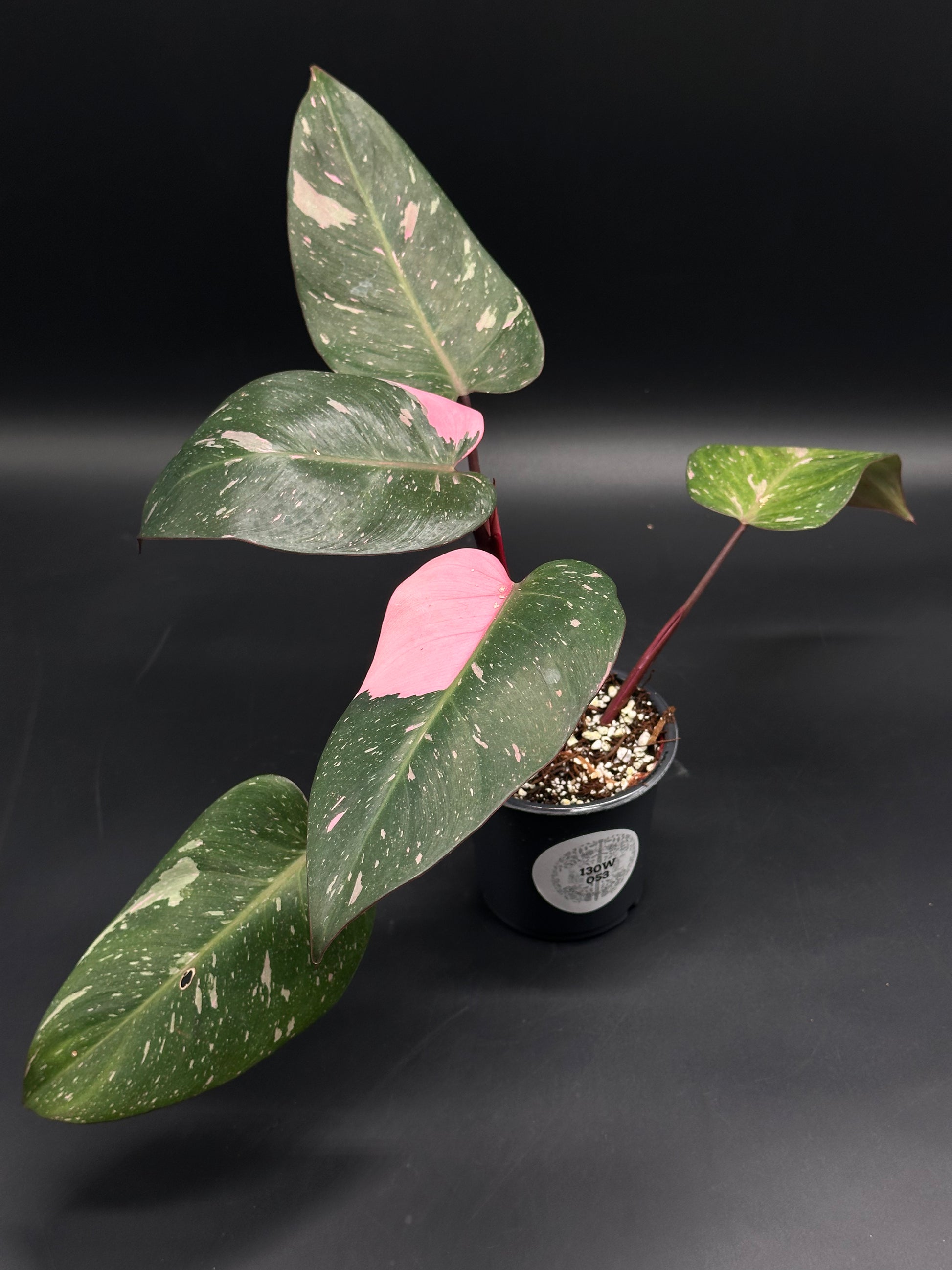 Philodendon sp. 'Cotton Candy' with pink-splashed variegation on dark green leaves, reddish petioles, in a 4-inch pot, ideal for exotic plant enthusiasts.