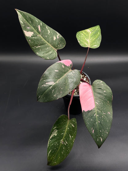 Philodendon sp. 'Cotton Candy' in a 4-inch pot, featuring dark green leaves with striking pink speckled variegation.