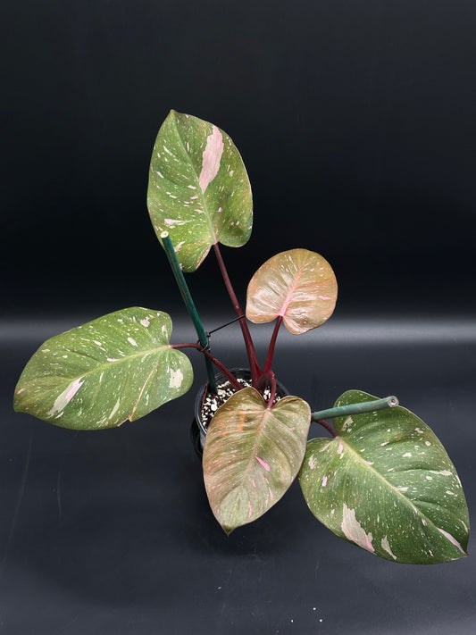 Philodendon sp. 'Cotton Candy' in a 2.25-inch pot, featuring glossy, heart-shaped leaves with bright pink variegation and supported by stakes.