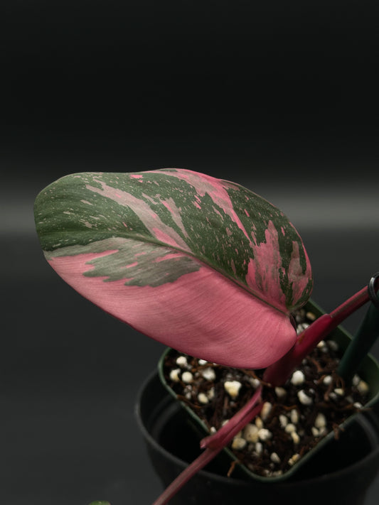 Philodendon sp. 'Cotton Candy' in a 4-inch pot, showcasing bright pink variegation, ideal for exotic houseplant enthusiasts.